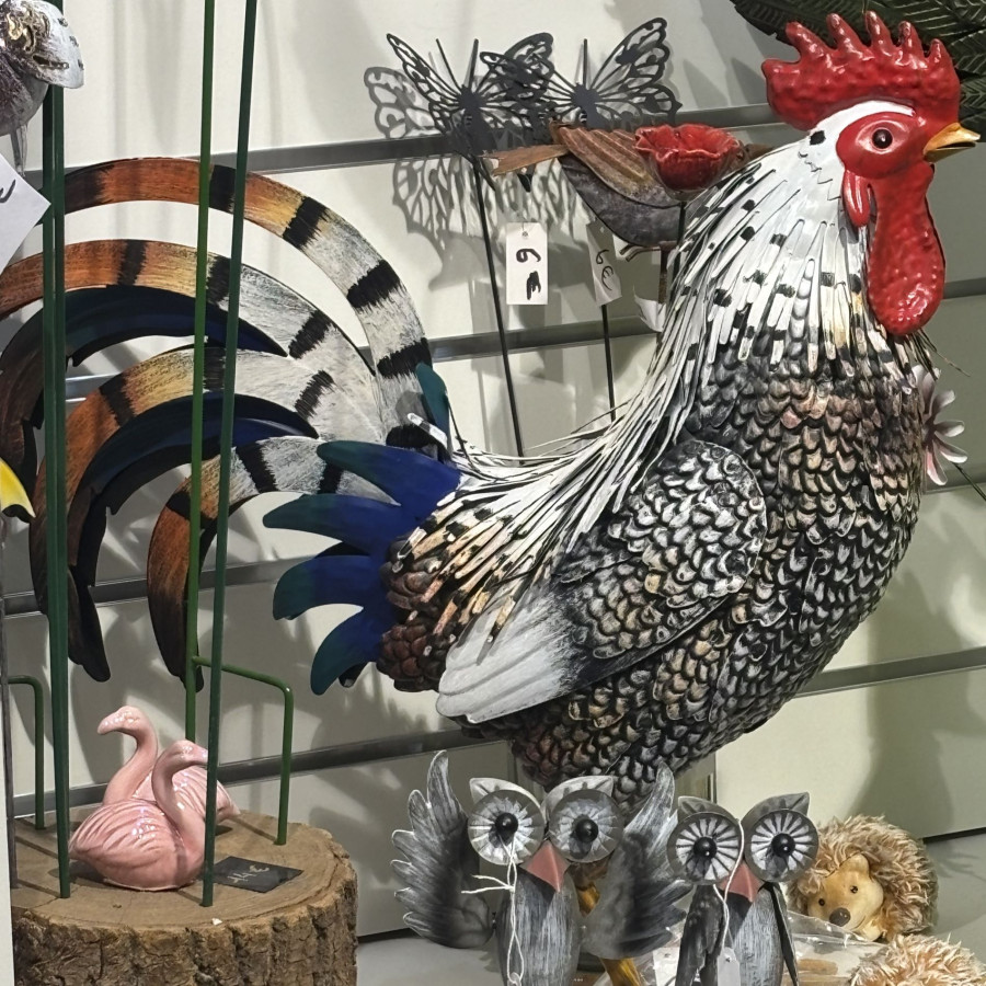 Coq beau plumage